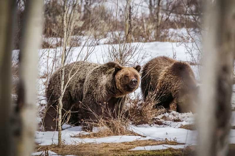 Billet Jackson : Safari au lever du soleil à Grand Teton avec guide naturaliste