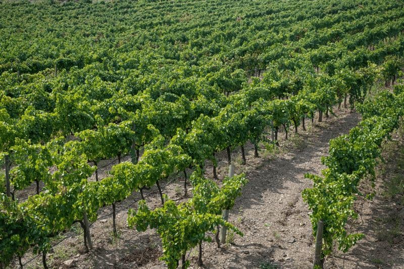 Billet Barcelone : Excursion viticole dans le Priorat et le Montsant en véhicule 4x4