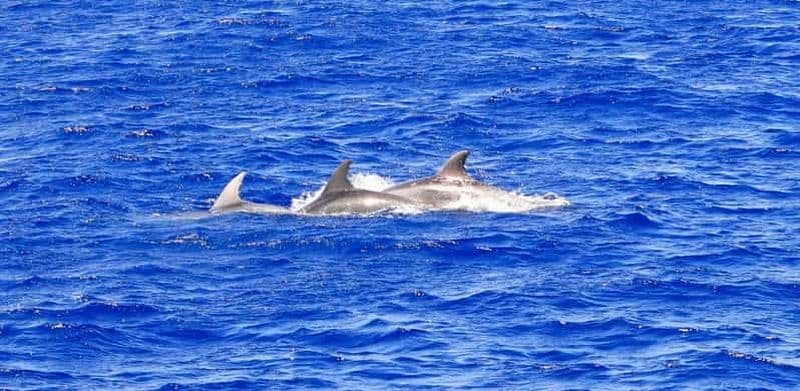 Majorque : Tour en bateau de 3 heures l'après-midi pour observer les dauphins