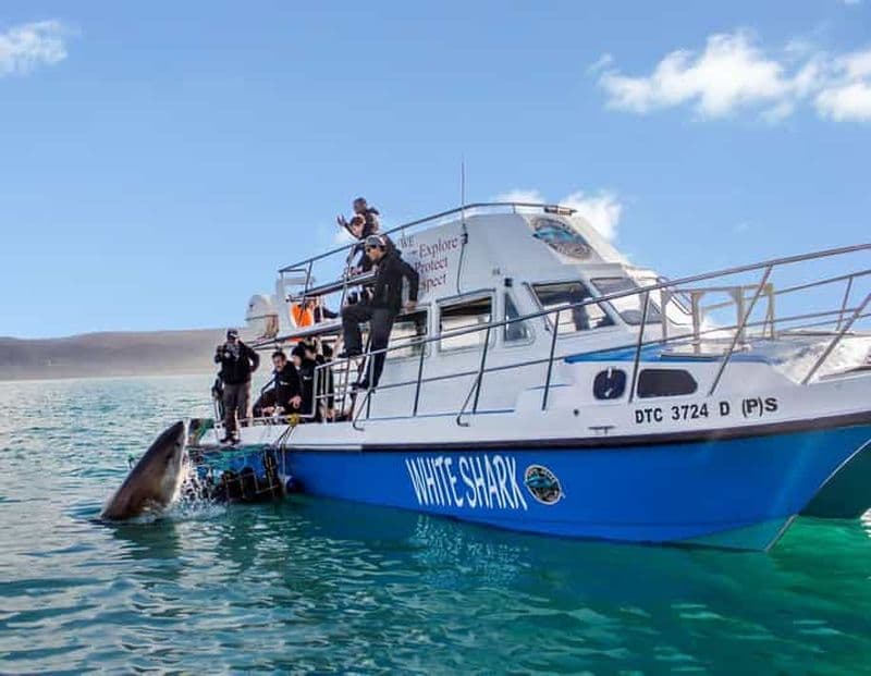 Billet Plongée dans les cages à requins avec transport depuis le Cap