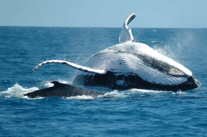 Au départ de Punta Cana : Excursion d'une journée pour observer les baleines du sanctuaire