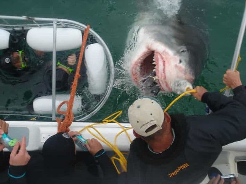 Au départ de Hermanus : Croisière avec plongée dans une cage à requins et déjeuner