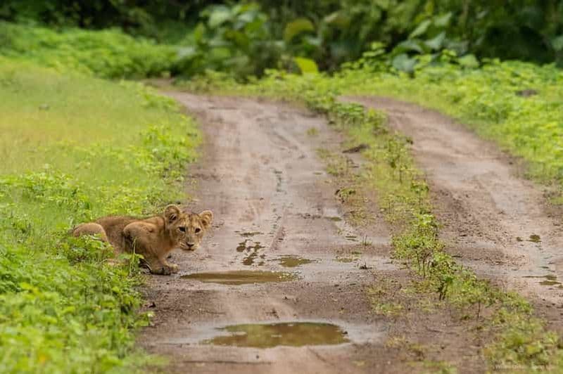 Gujarat : Parc national de Gir : safari en jeep ouverte à la rencontre des lions de forêt