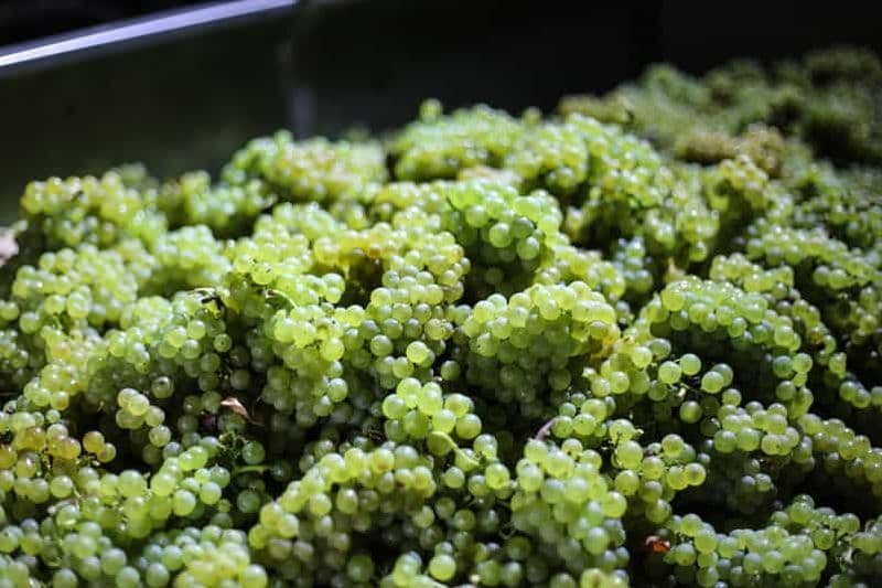 La Crète : olives, vin et raki dans un voyage culinaire savoureux