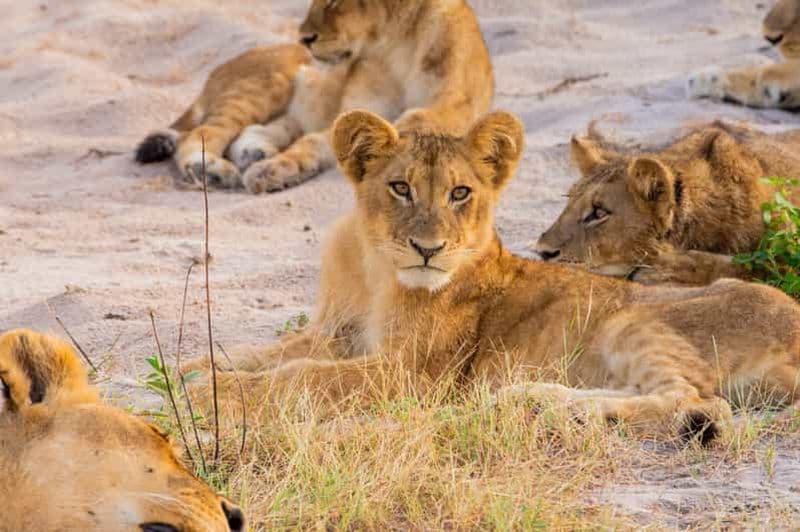 Billet Kasane : Safari d'une journée dans le parc national de Chobe avec déjeuner