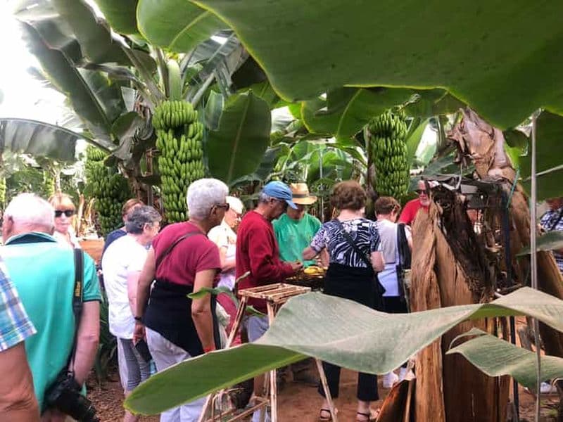 Billet Tenerife : Circuit gastronomique des saveurs et des vins de Ténérife