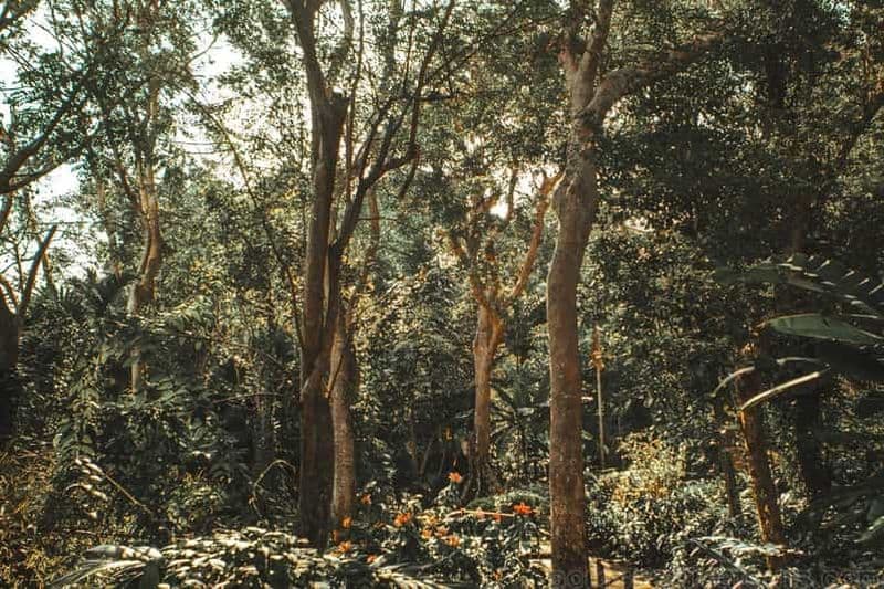 Billet Au départ de Lautoka : visite du Jardin du Géant endormi, de Viseisei et de Nadi
