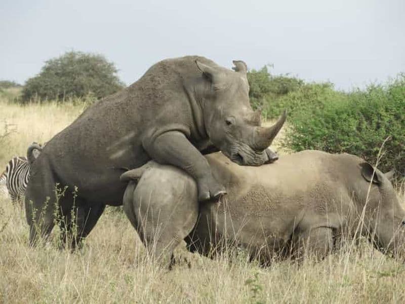 Billet Visite privative : parc de Nairobi et orphelinat des éléphants en Jeep 4x4