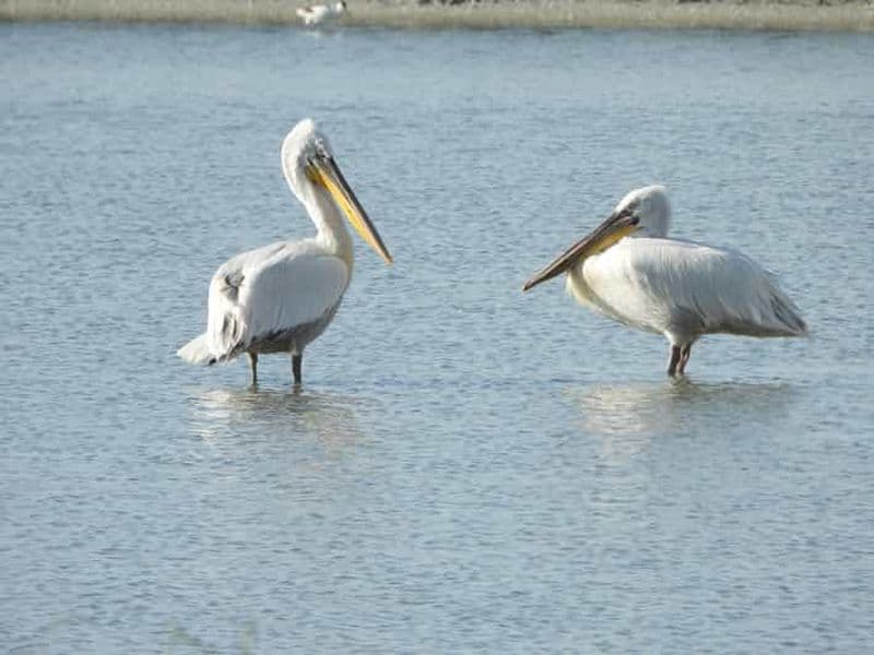 Billet Observation des oiseaux en Albanie : lac de Shkodra et Velipoja