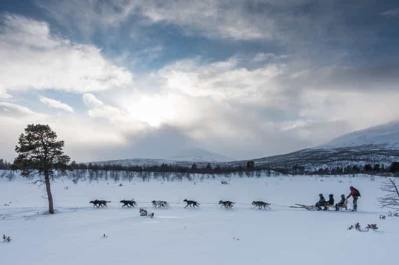 Billet Au départ d'Abisko : excursion en traîneau à chiens à Kiruna avec pause fika
