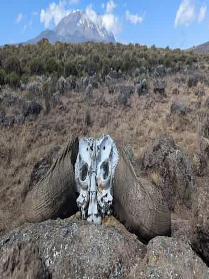 Billet Randonnée d'une journée au Kilimandjaro, plateau de Shira, Cathedral Point
