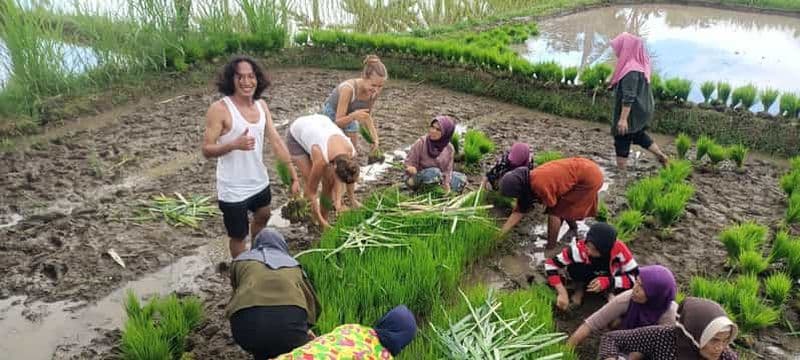 Billet Tetebatu : cascades, épices, rizières en terrasses, forêt de singes