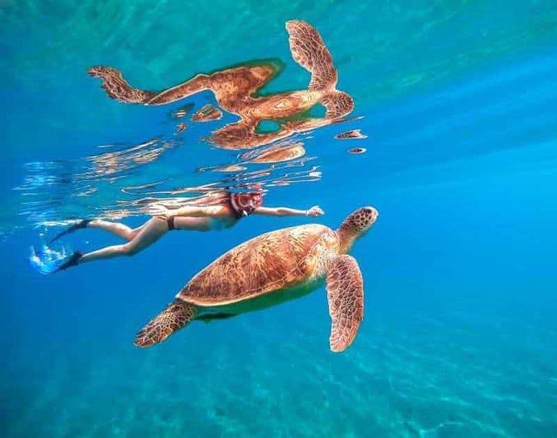 Billet Waikiki : Croisière de plongée avec masque et tuba pour les tortues avec une plateforme de saut de 20 pieds