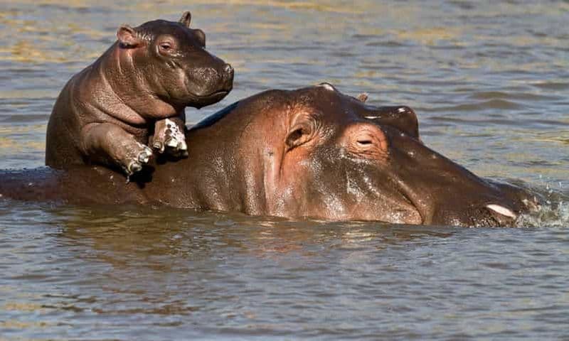 Billet 1/2 journée de safari en bateau à iSimangaliso au départ de Richards Bay