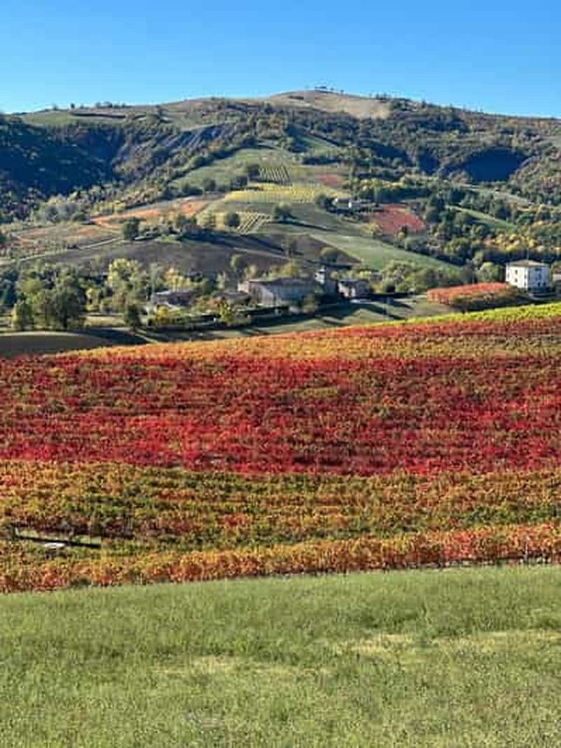 Billet Castelvetro di Modena : dégustation de Lambrusco de la Fattoria Moretto !
