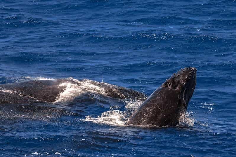 Cairns : excursion à Fitzroy Island et observation des baleines à bosse