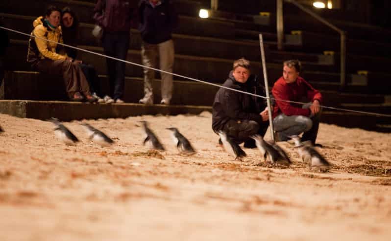 Melbourne : Visite de Phillip Island et parade des pingouins