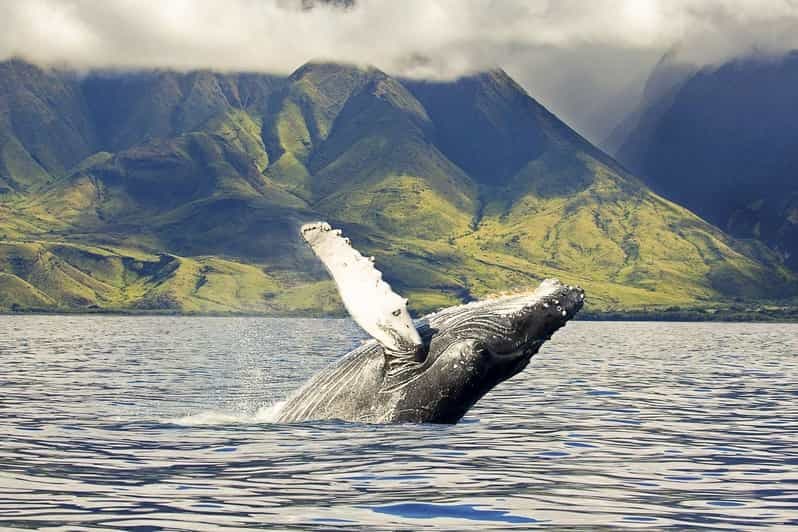 Billet Ouest d'Oahu : croisière écologique d'observation de baleines