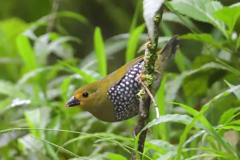 Durban : excursion d'observation des oiseaux dans la forêt de Dlinza