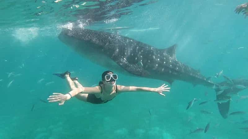 Oslob : Tour des requins-baleines avec Sumilon et Moalboal Snorkeling