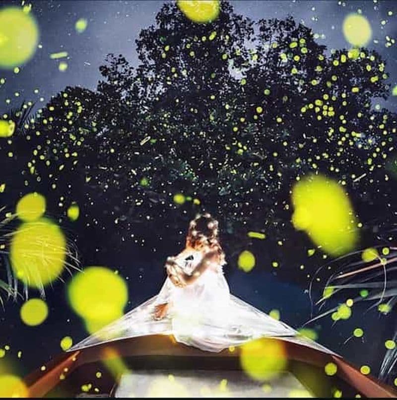 Bohol : croisière sur la rivière pour observer les lucioles avec prise en charge à l'hôtel