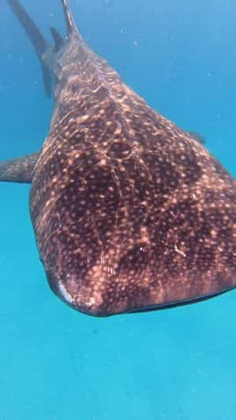 Billet Depuis Zanzibar : aventure avec les requins-baleines à Mafia