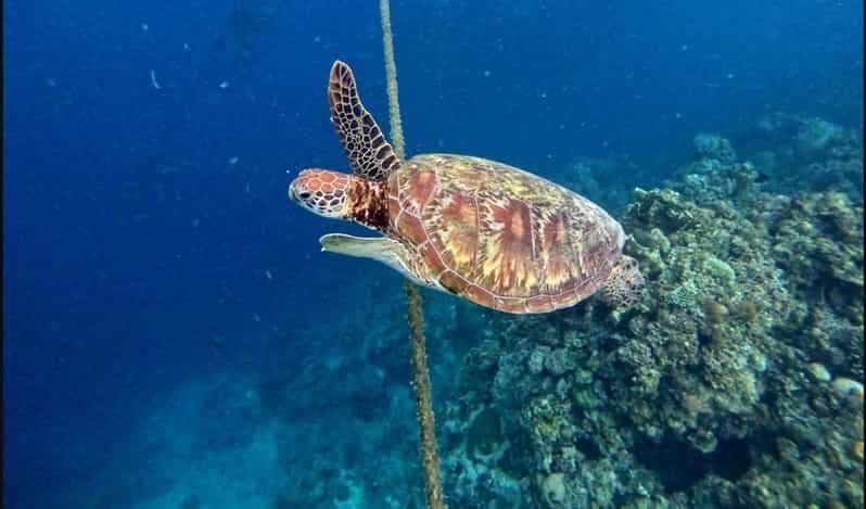 Cebu : Canyoning Kawasan, course de sardines et chasse aux tortues