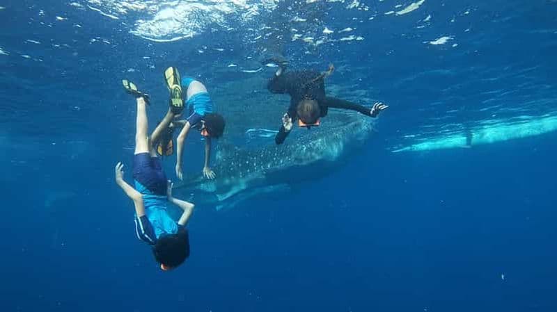Oslob : observation des requins baleines, île de Sumilon et observation des singes