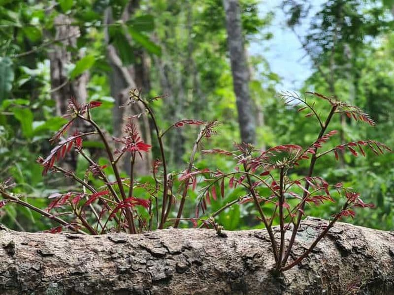 Chiang Mai : randonnée sur les sentiers des moines, saut de falaise et déjeuner au Michelin