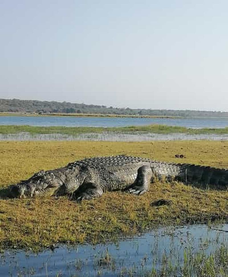 Billet Tour opérateur, croisières fluviales et safaris dans le Chobe