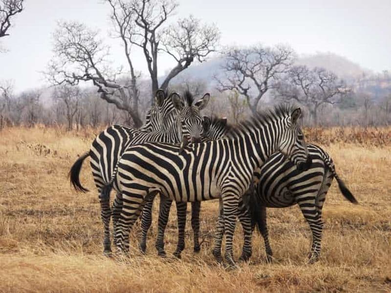 Billet Dar es Salaam : Excursion en train dans le parc national de Mikumi
