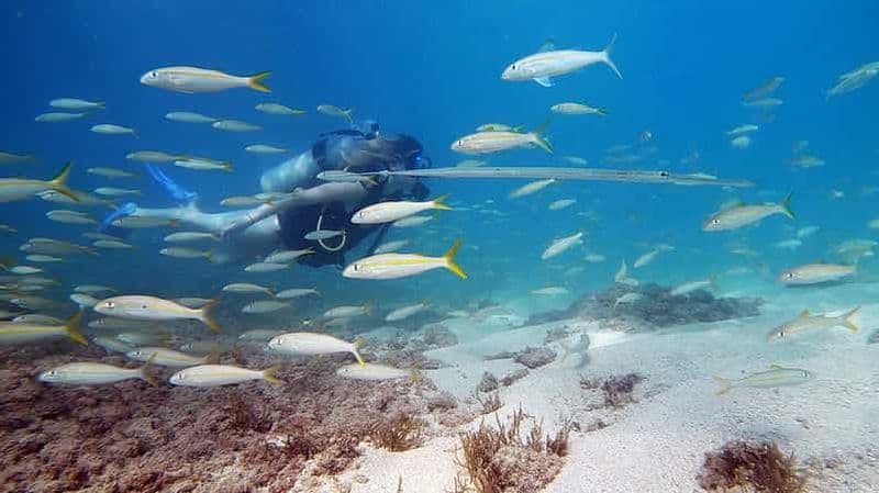 Billet Waikiki : Honolulu Plongée sous-marine pour débutants avec vidéos