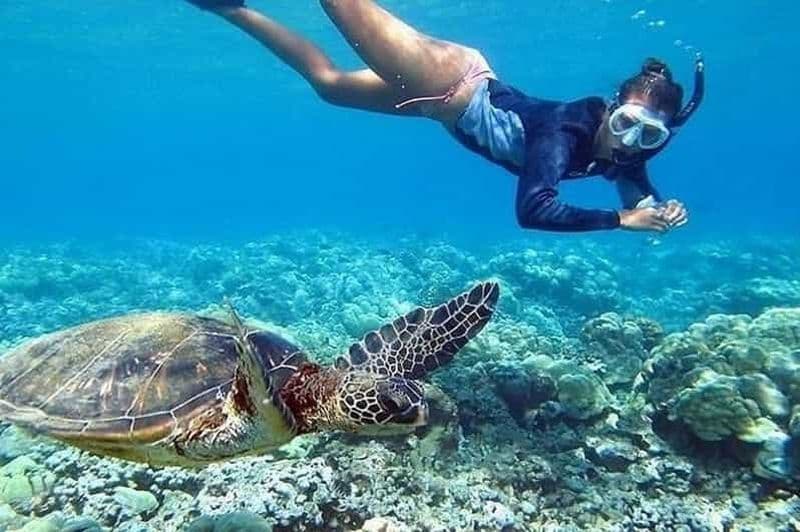 Billet Circle Island : Nagez avec les tortues et explorez le paradis d'Oahu