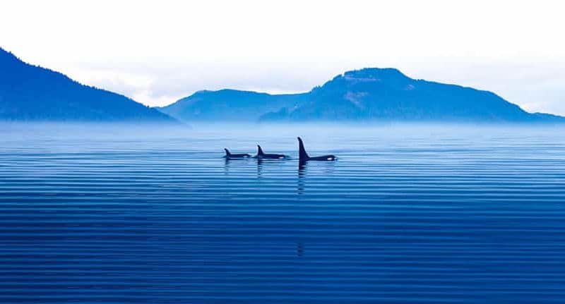 Billet Victoria : excursion hivernale avec boissons chaudes