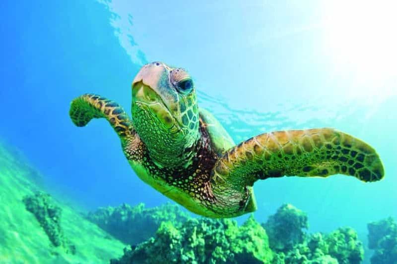 Billet Oahu : excursion snorkeling avec tortues à Waikiki