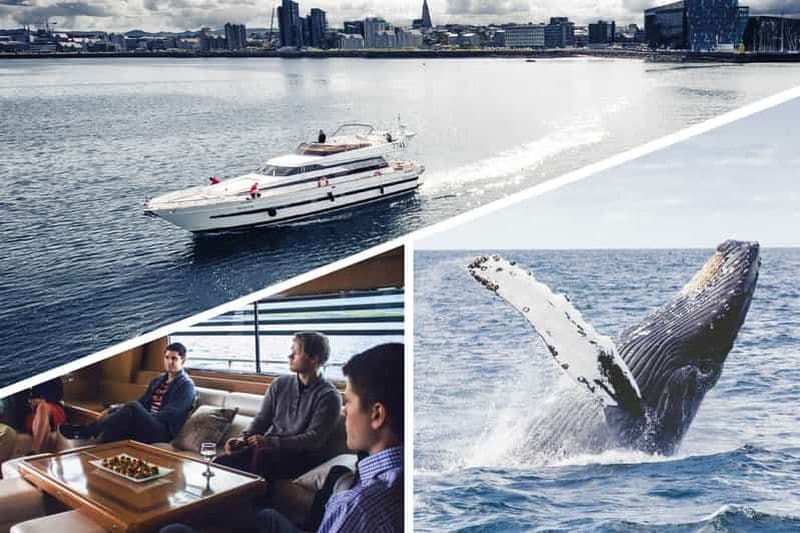 Reykjavik : Croisière d'observation des baleines et des dauphins