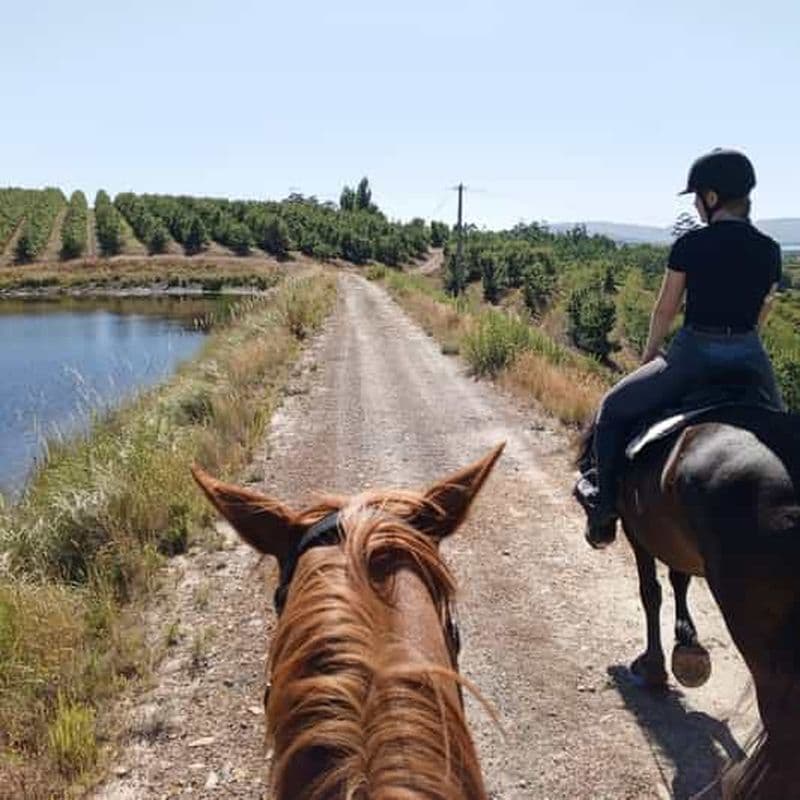 Depuis Le Cap : promenade à cheval privée et brunch champêtre