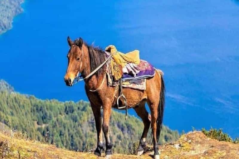 Aventure inoubliable à cheval pokhara