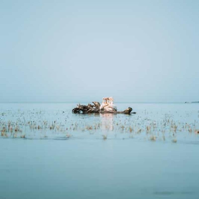 Billet VISITE PREMIUM EN PETIT GROUPE Bucarest - Le cœur du delta du Danube