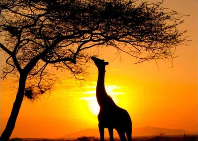 Billet Le Cap : safari au coucher du soleil dans la réserve Aquila avec collations