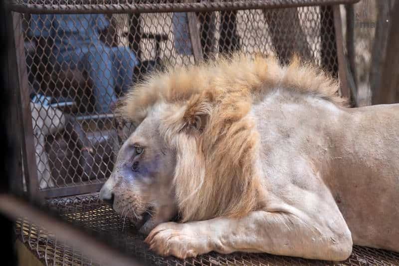 Billet Safari avec les lions et safari dans la réserve de Bandia