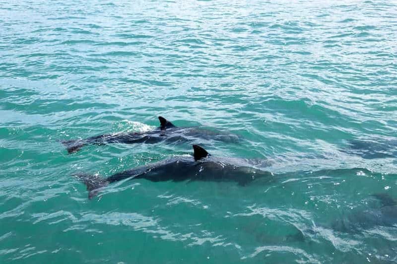 Billet Mascate : 2 heures d'observation des dauphins
