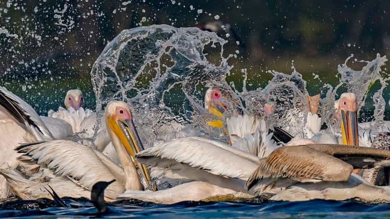 Billet Au départ de Delhi : circuit de 5 jours « Triangle d'or, safari et oiseaux ».