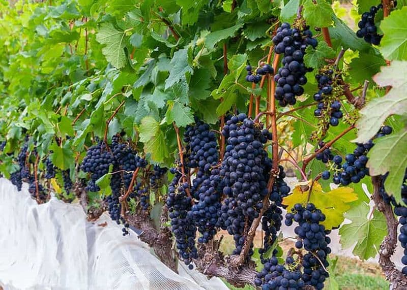 Rio de Janeiro : visite d'une journée des caves et vignobles