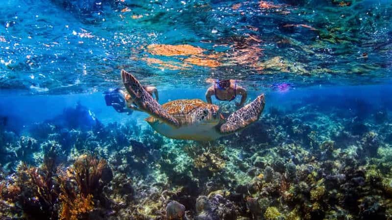 Billet Nager dans un cénote, faire de la plongée en apnée avec des tortues à Akumal et Beach Club + nourriture
