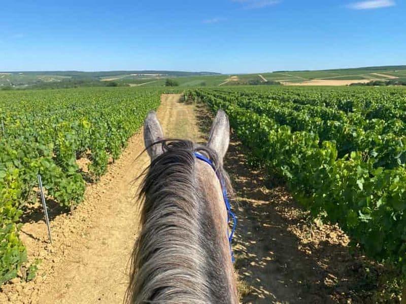Bourgogne : Randonnée à cheval à Chablis