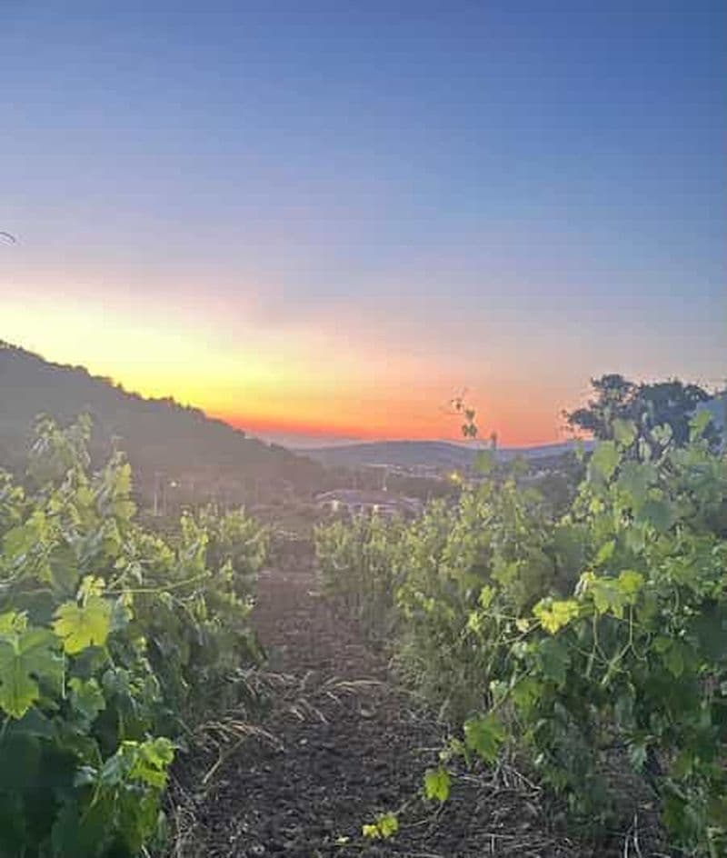 Cilento : excursion en vélo électrique dans le Cilento avec dégustation