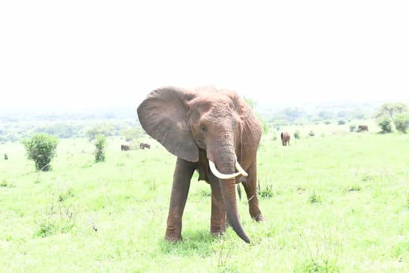 Billet Dar es Salaam : safari et randonnée de 2 jours à Mikumi et Udzungwa