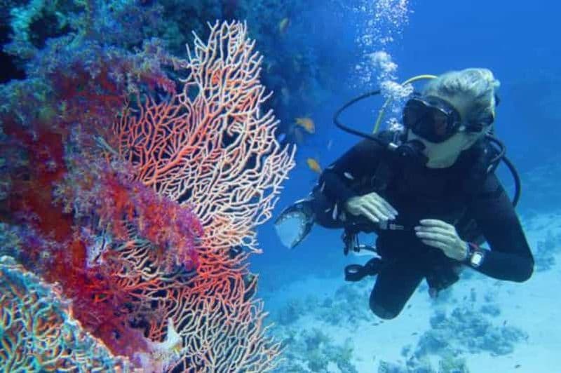 Billet Depuis Marsa Alam : Excursion d'une journée pour les débutants en plongée sous-marine avec déjeuner