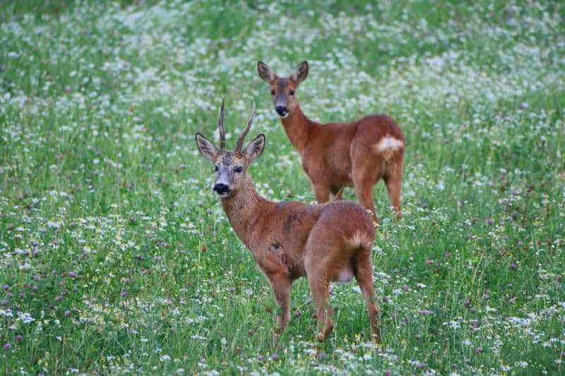 Stockholm : Safari animalier en soirée avec repas de la Saint-Jean